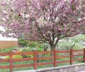 Cerisier_fleurs_au printemps.jpg